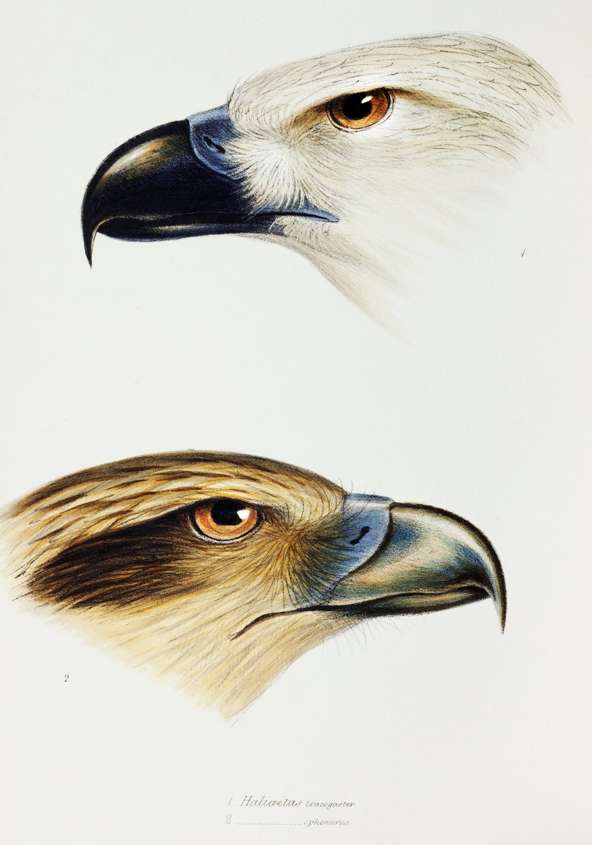 Sweater White-Bellied Sea Eagle Haliaeetus Leucogaster Whistling Kite Haliastur Sphenurus Illustrated Signature