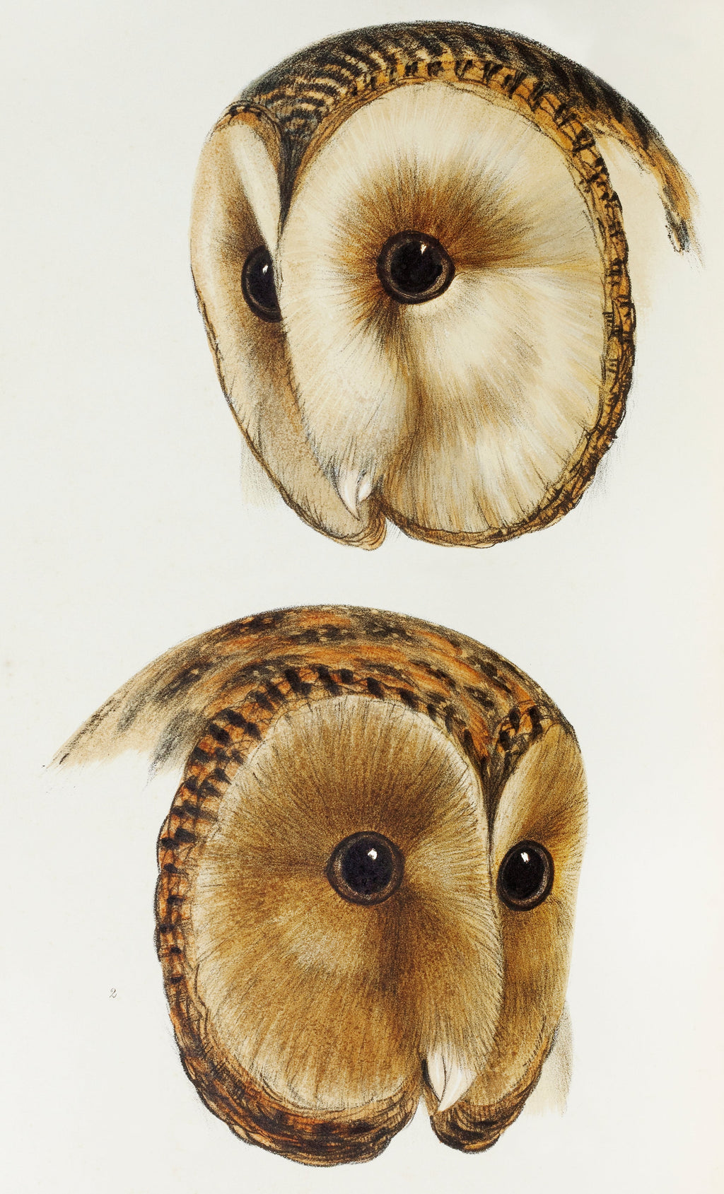 Hoodie Masked Barn Owl Strix Personata Tasmanian Masked Owl Strix Castanops Illustrated Signature