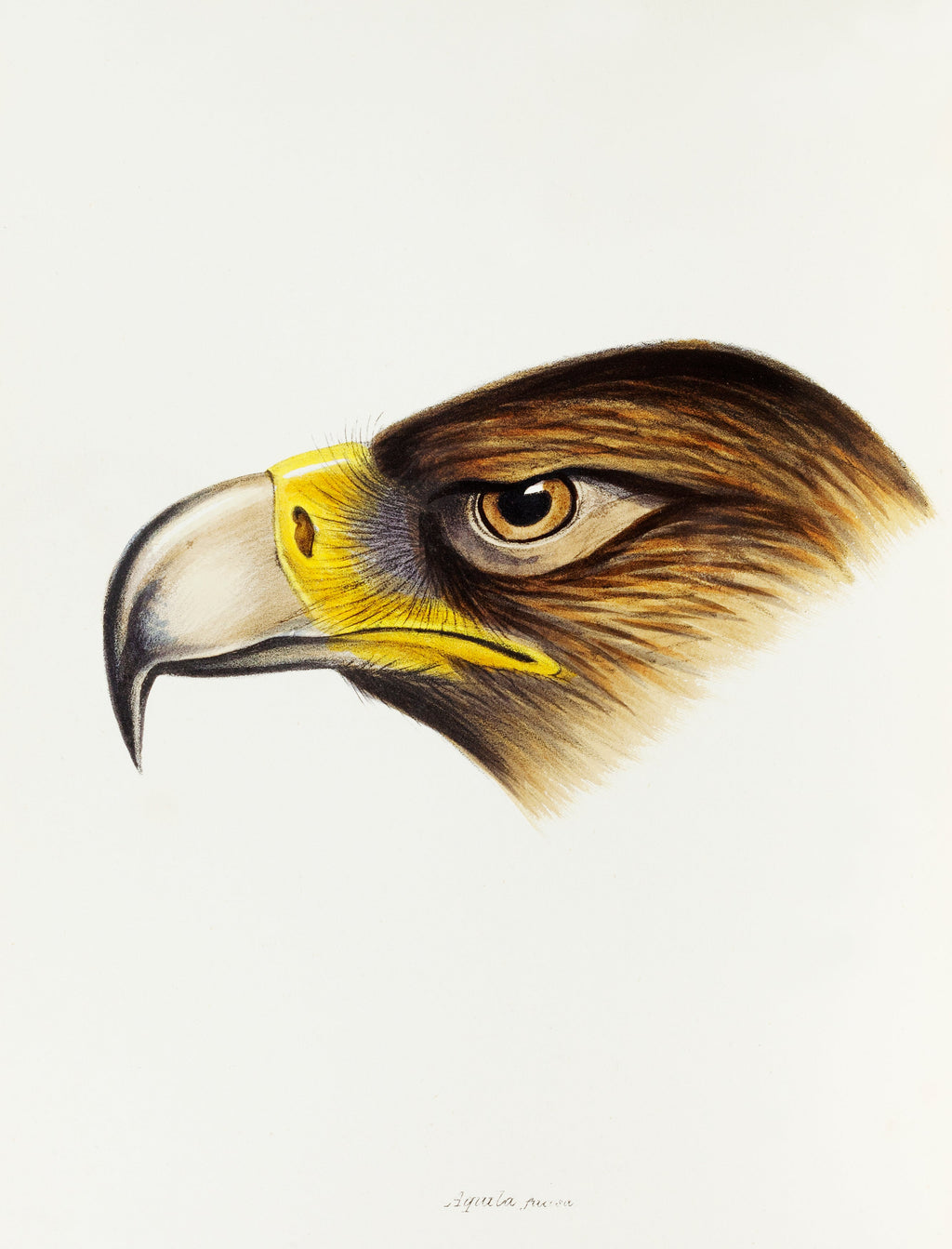 Sweater Wedge-Tailed Eagle Aquila Fucosa Illustrated Essential