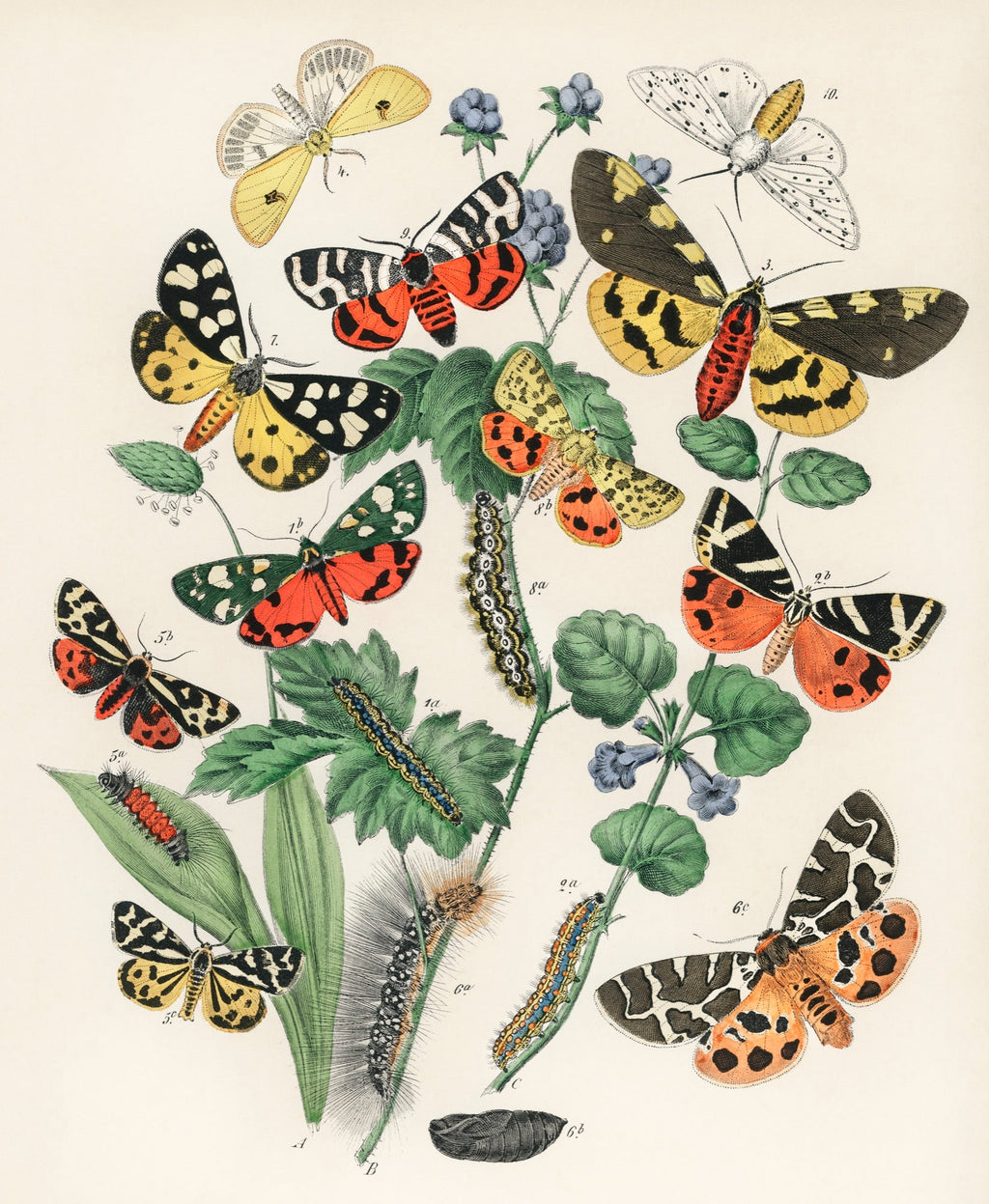 T-shirt Illustrations - William Forsell Kirby 1882 Essential