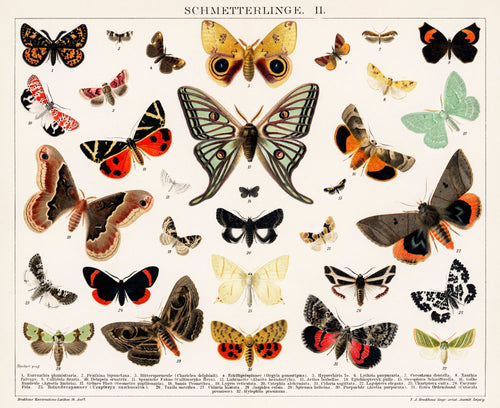Hoodie Antique Butterfly And Moth Lithograph Original Antique Insect Print - An Unknown Artist 1894 Essential