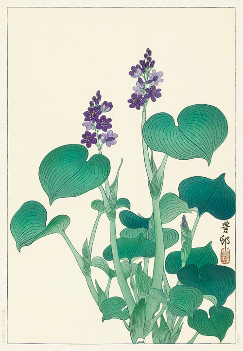 Hoodie Blooming Hosta - Ohara Koson 1920 Signature