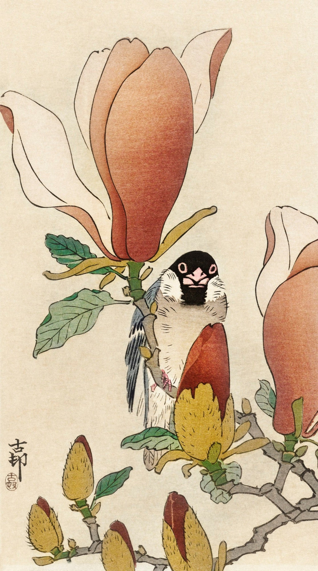 T-shirt Sparrow On Blooming Magnolia Branch - Ohara Koson 1900 Essential