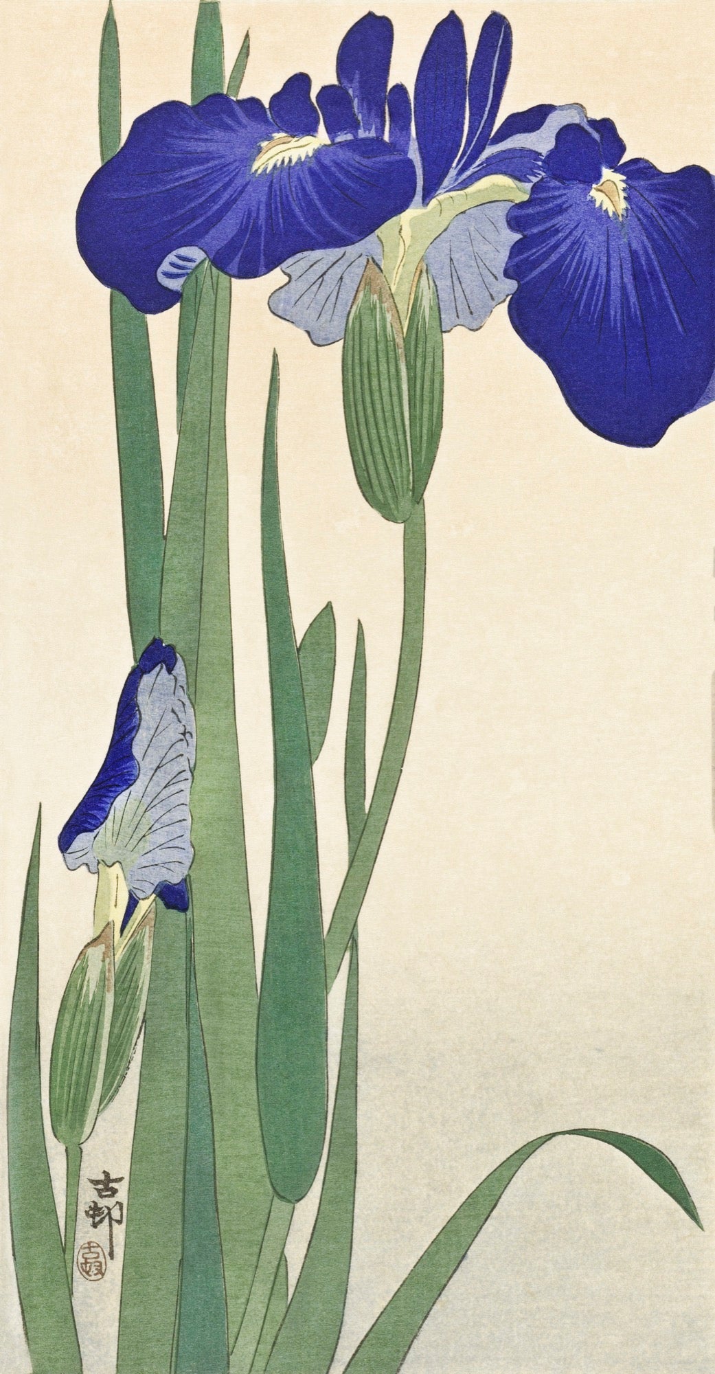 Hoodie Blue Irises - Ohara Koson 1900 Essential
