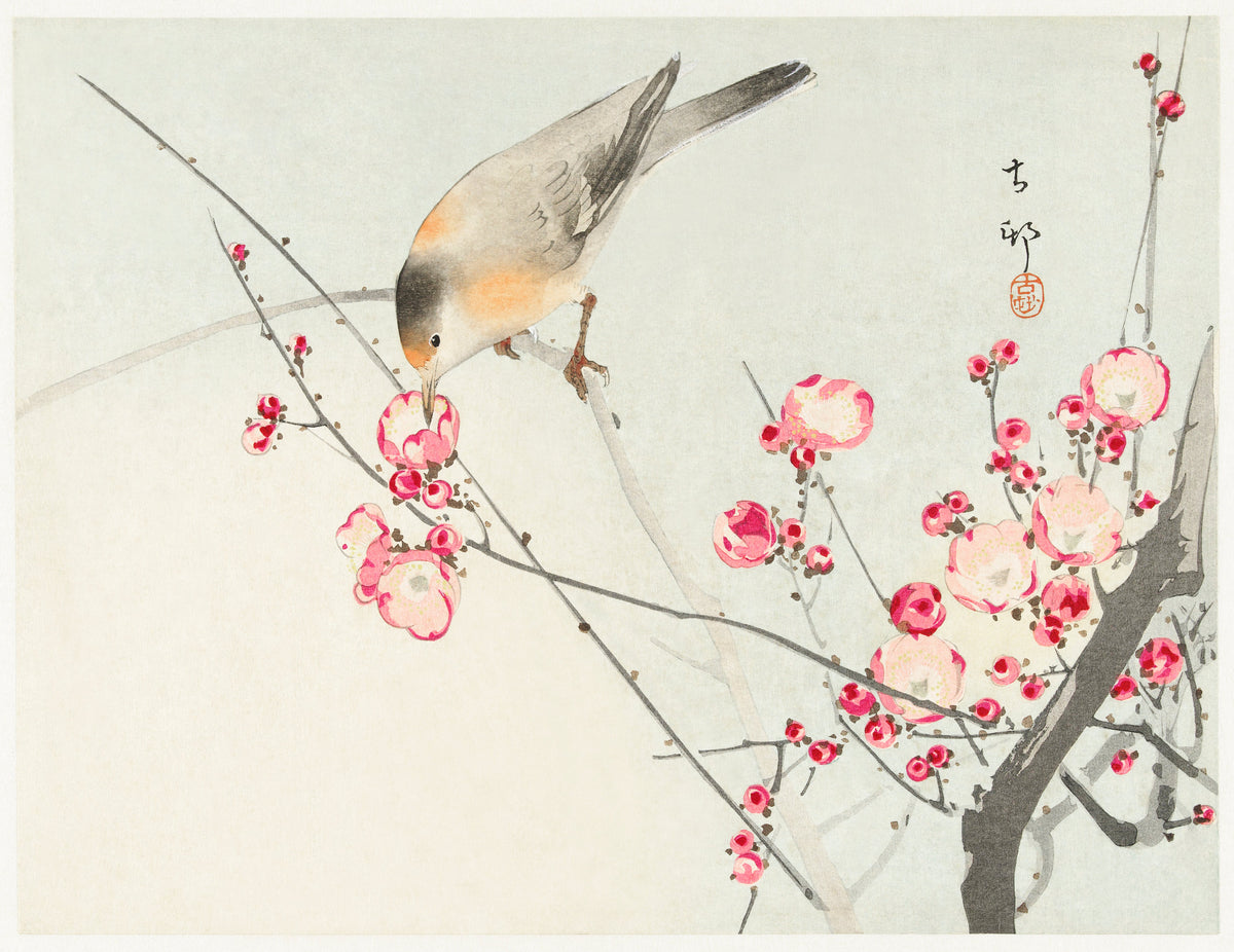 T-shirt Songbird On Blossom Branch - Ohara Koson 1900 Signature