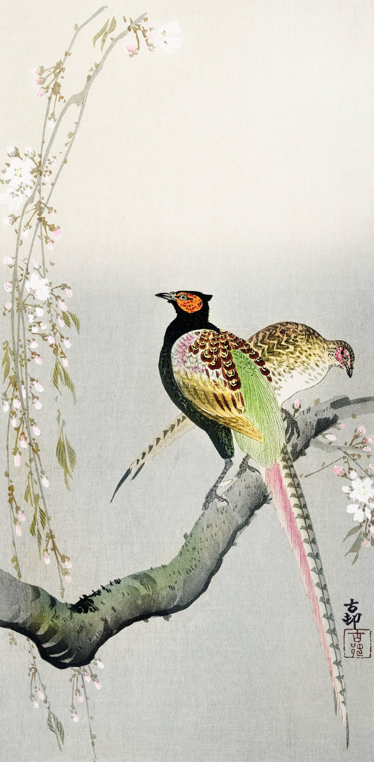 Sweater Couple Pheasants And Cherry Blossom - Ohara Koson 1900 Signature