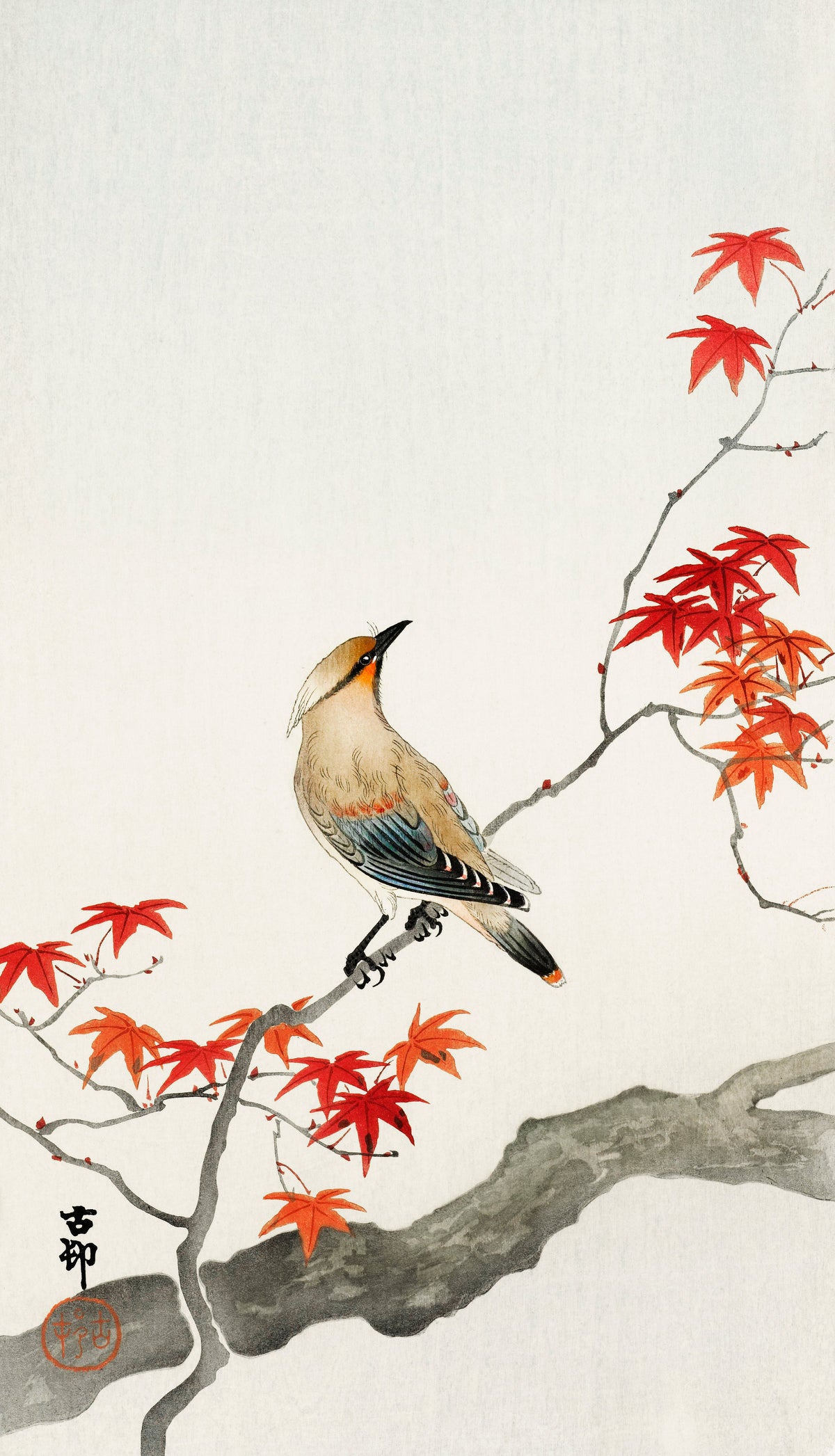 Sweater Japanese Plague Bird On Maple - Ohara Koson 1900 Essential