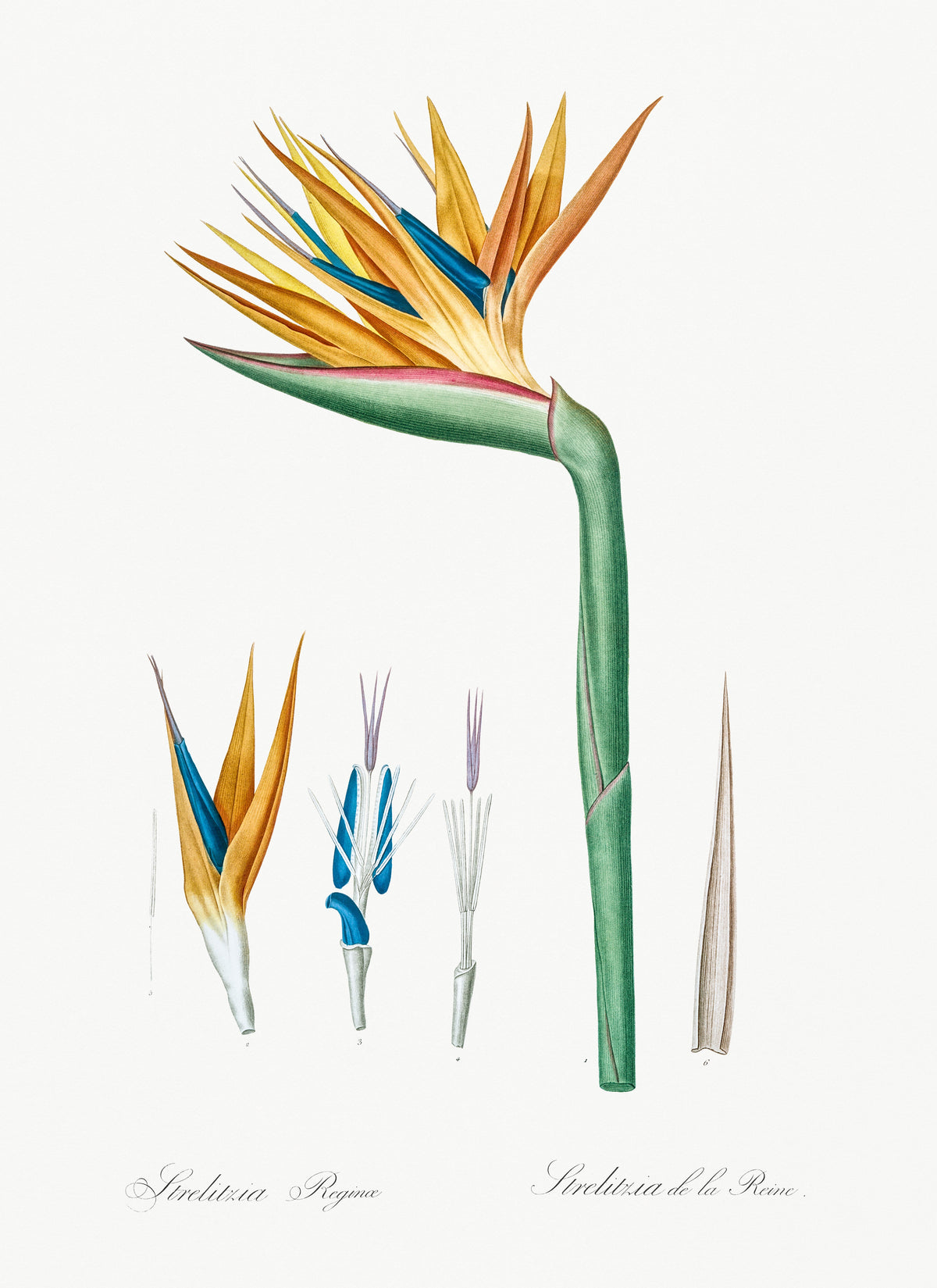 Hoodie Bird Of Paradise Illustration I Essential