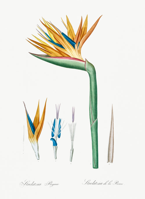 Hoodie Bird Of Paradise Illustration I Essential