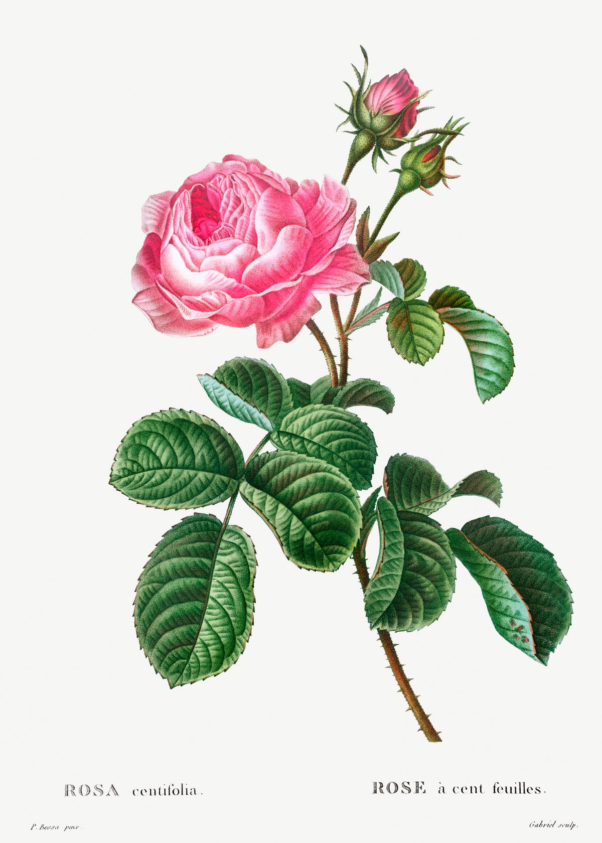 Hoodie Cabbage Rose Rosa Centifolia Essential