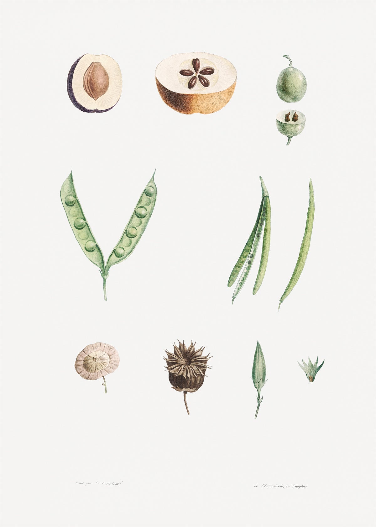 Hoodie Plants Part - Pierre-Joseph Redoute 1759 Essential