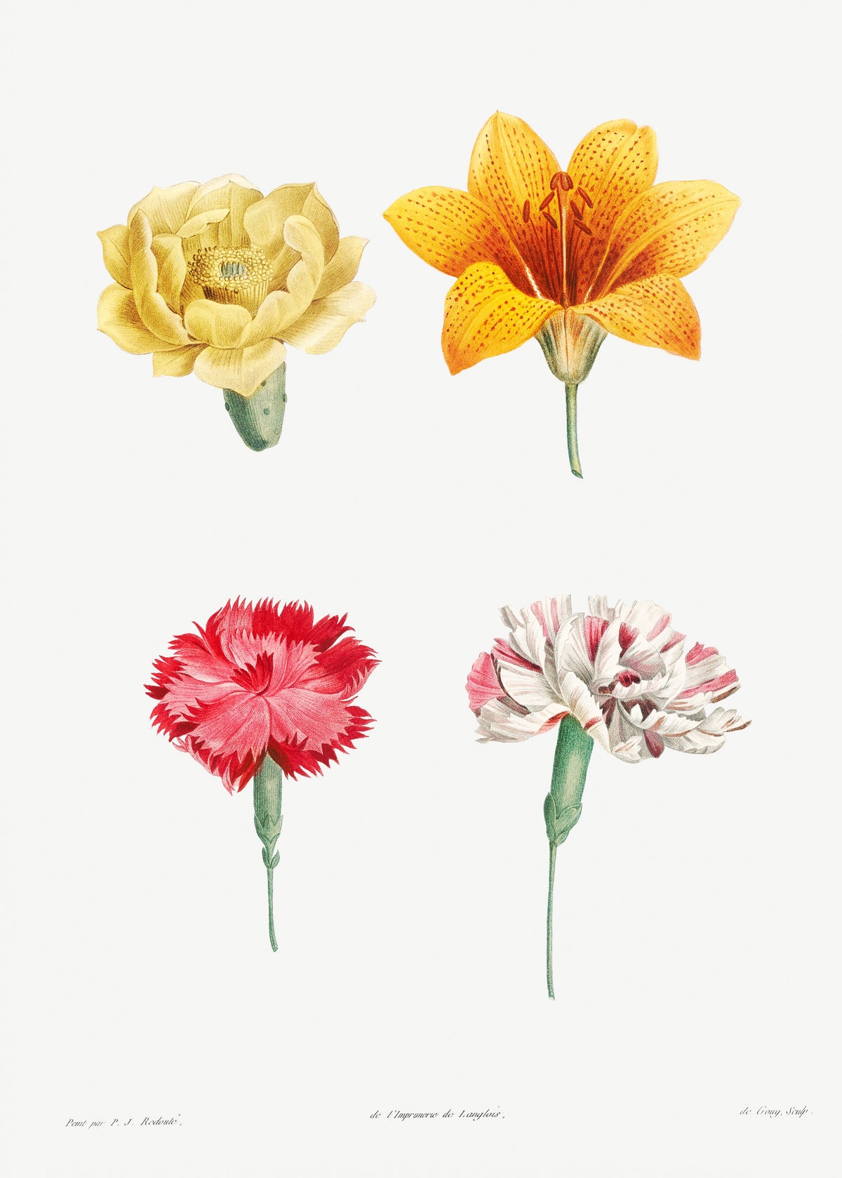T-shirt Flower Set - Pierre-Joseph Redoute 1759 I Essential