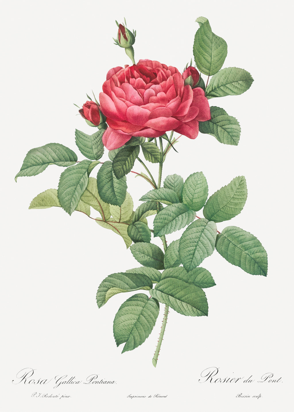 Sweater Rosa Gallica Pontiana Also Known As Bridge Rose Essential