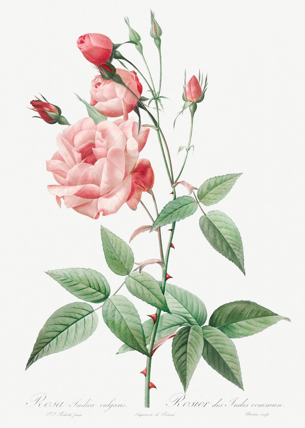 Hoodie Old Blush China Also Known As Common Rose Of India Rosa Indica Vulgaris Essential