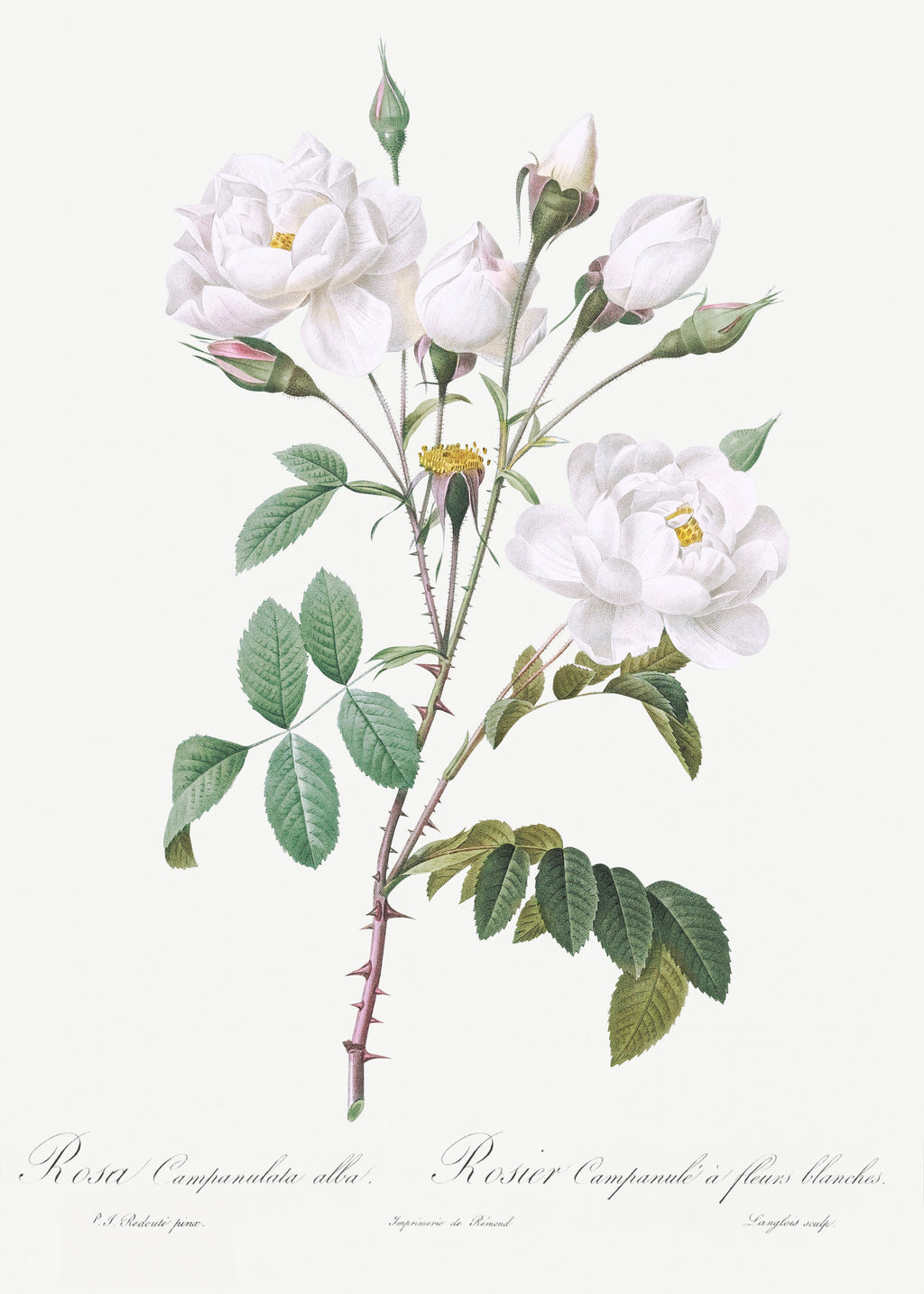Sweater Rosa Campanulata Alba Also Known As Pink Bellflowers To White Flowers Essential