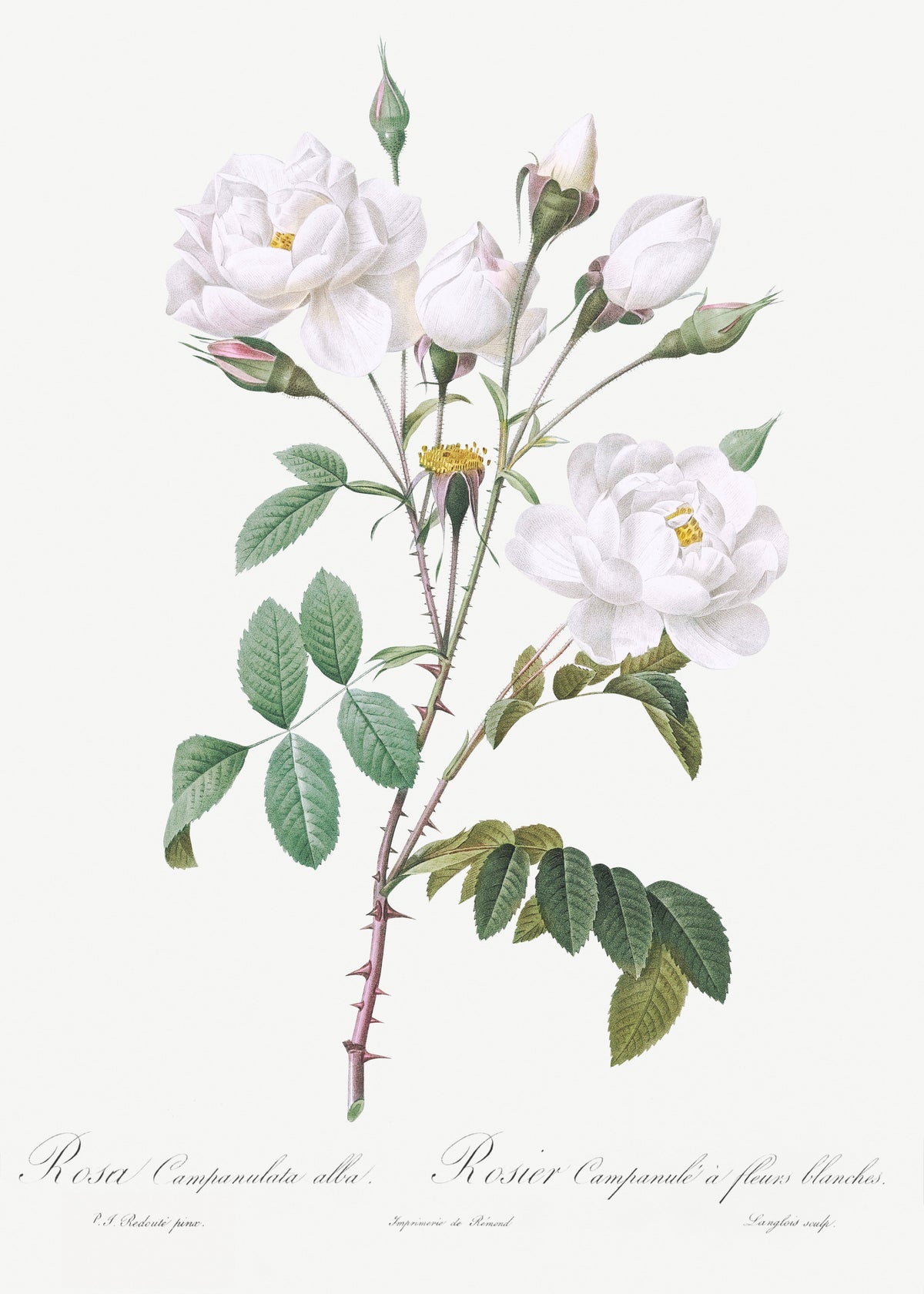 Hoodie Rosa Campanulata Alba Also Known As Pink Bellflowers To White Flowers Essential