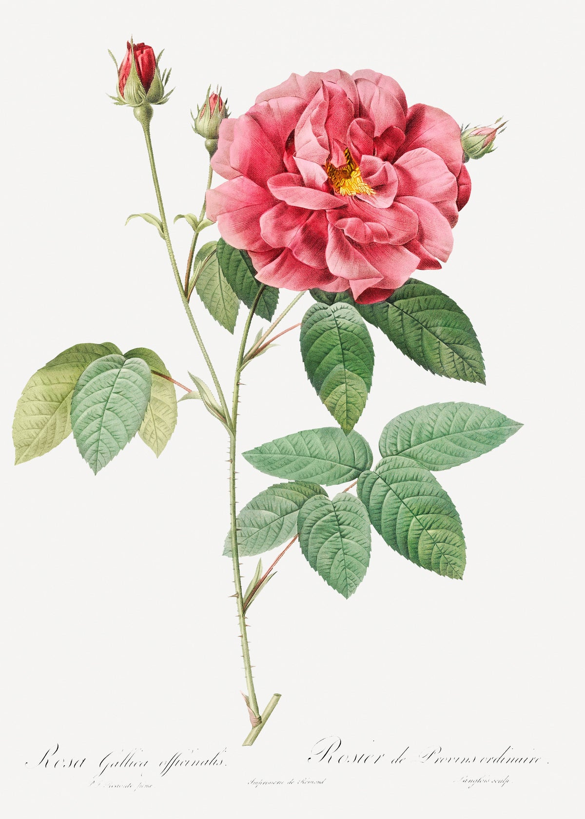 Sweater French Rose Also Known As Ordinary Provins Rosebush Rosa Galluca Offuenalis Essential