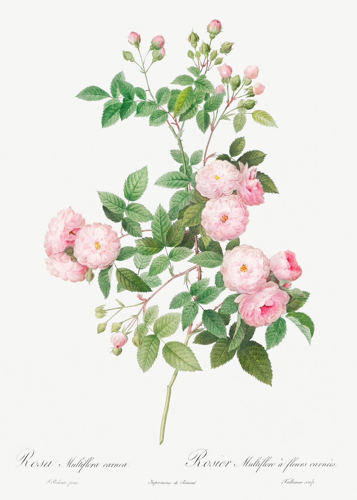 Hoodie Flesh-Pink Multiflora Rosa Multiflora Carnea Signature