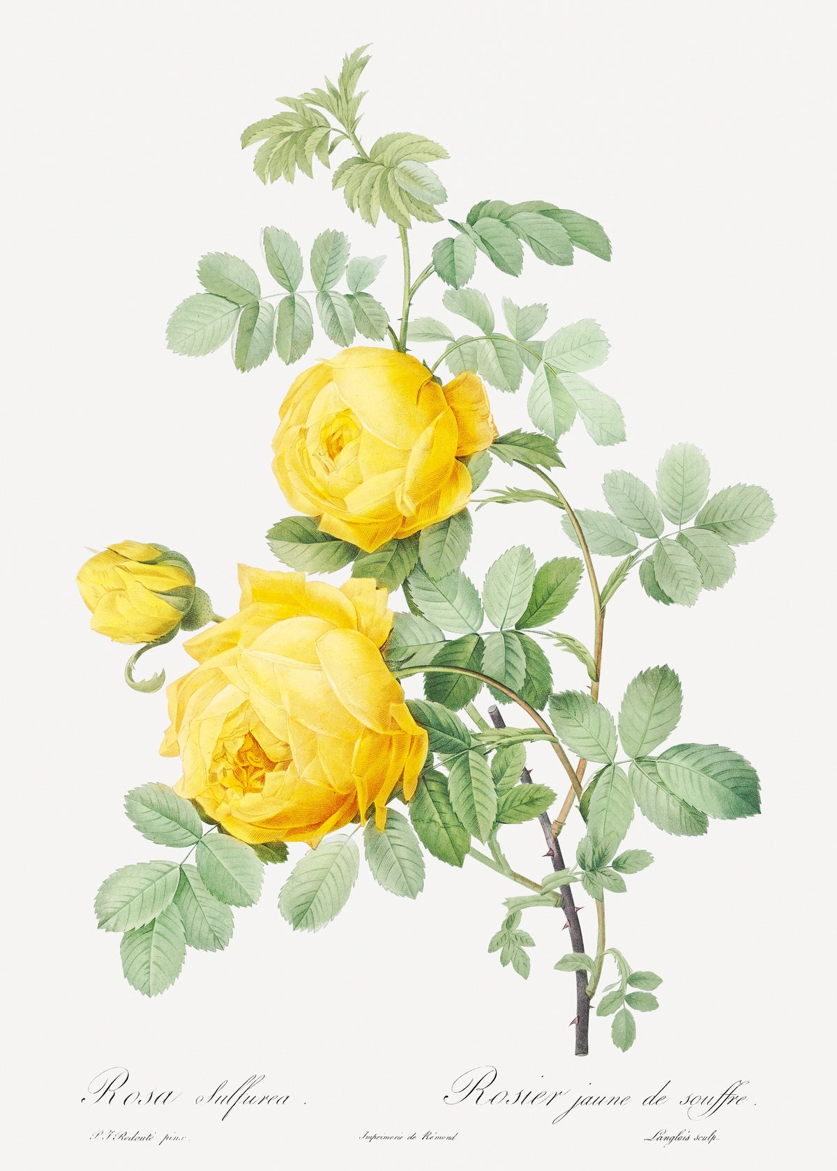 Sweater Rosa Hemisphaerica Also Known As Yellow Rose Of Sulfur Rosa Sulfurea Essential