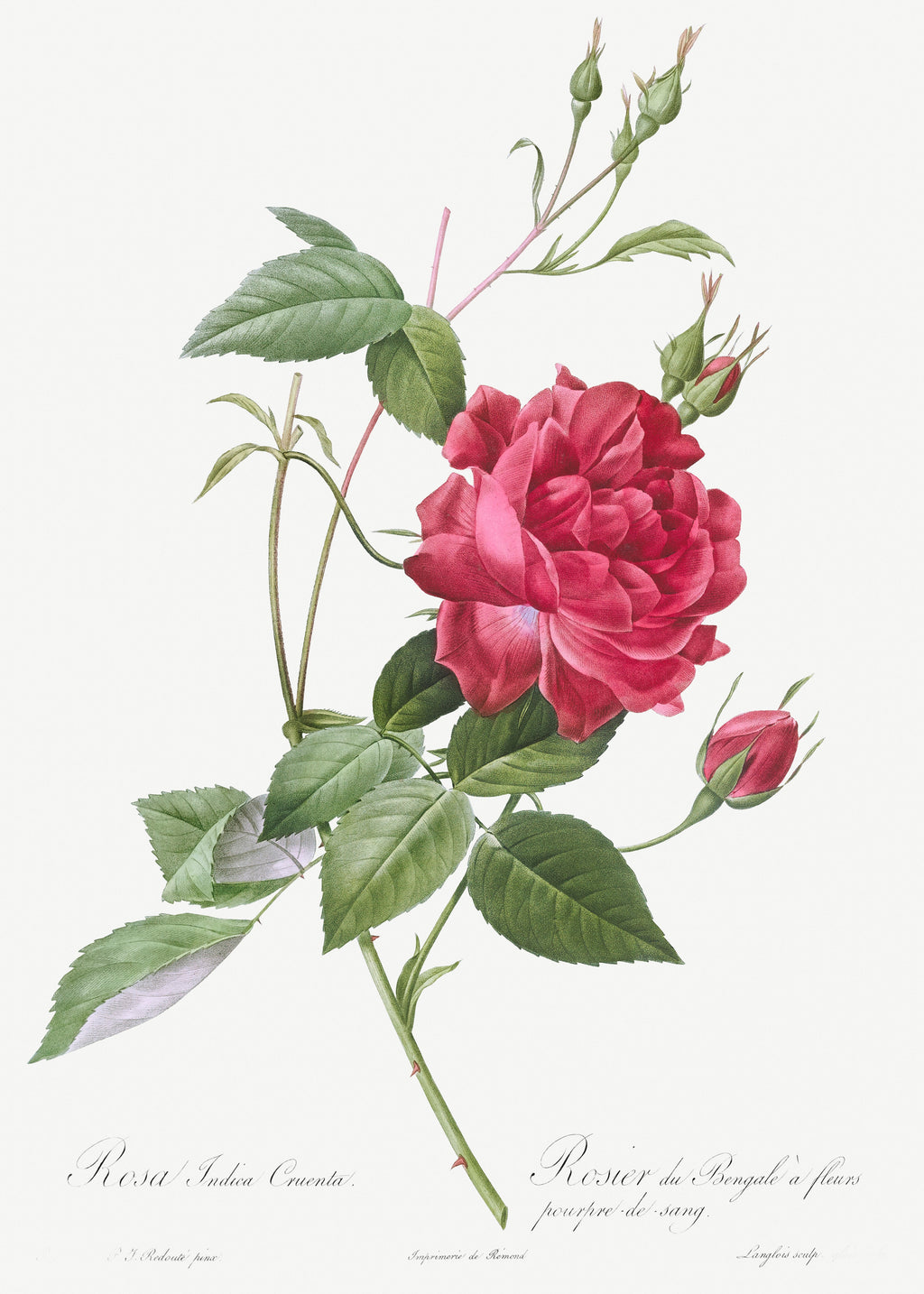 T-shirt Blood-Red Bengal Rose Rosa Indica Cruneta Essential