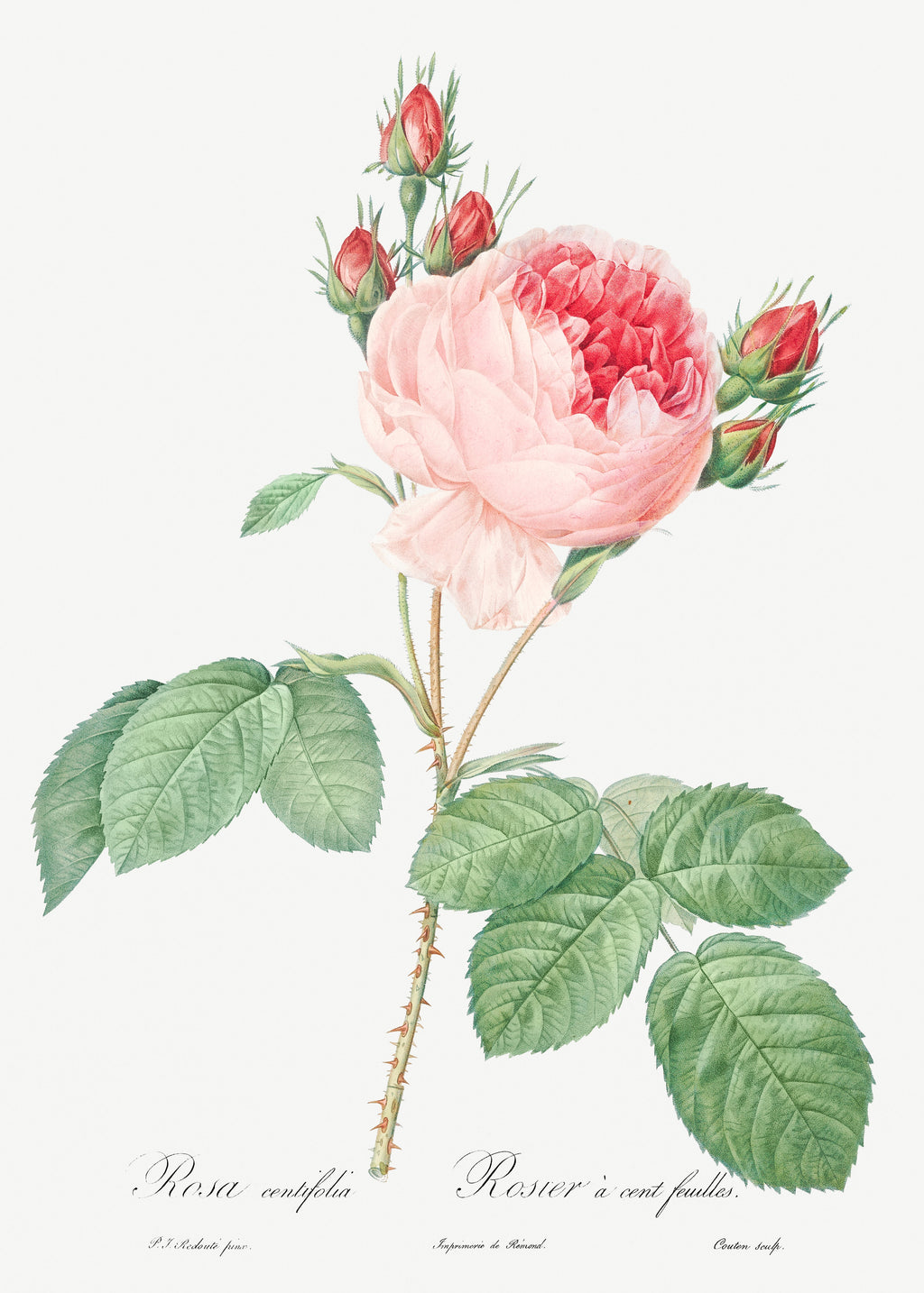 Hoodie Cabbage Rose Also Known As One Hundred-Leaved Rose Rosa Centifolia Essential