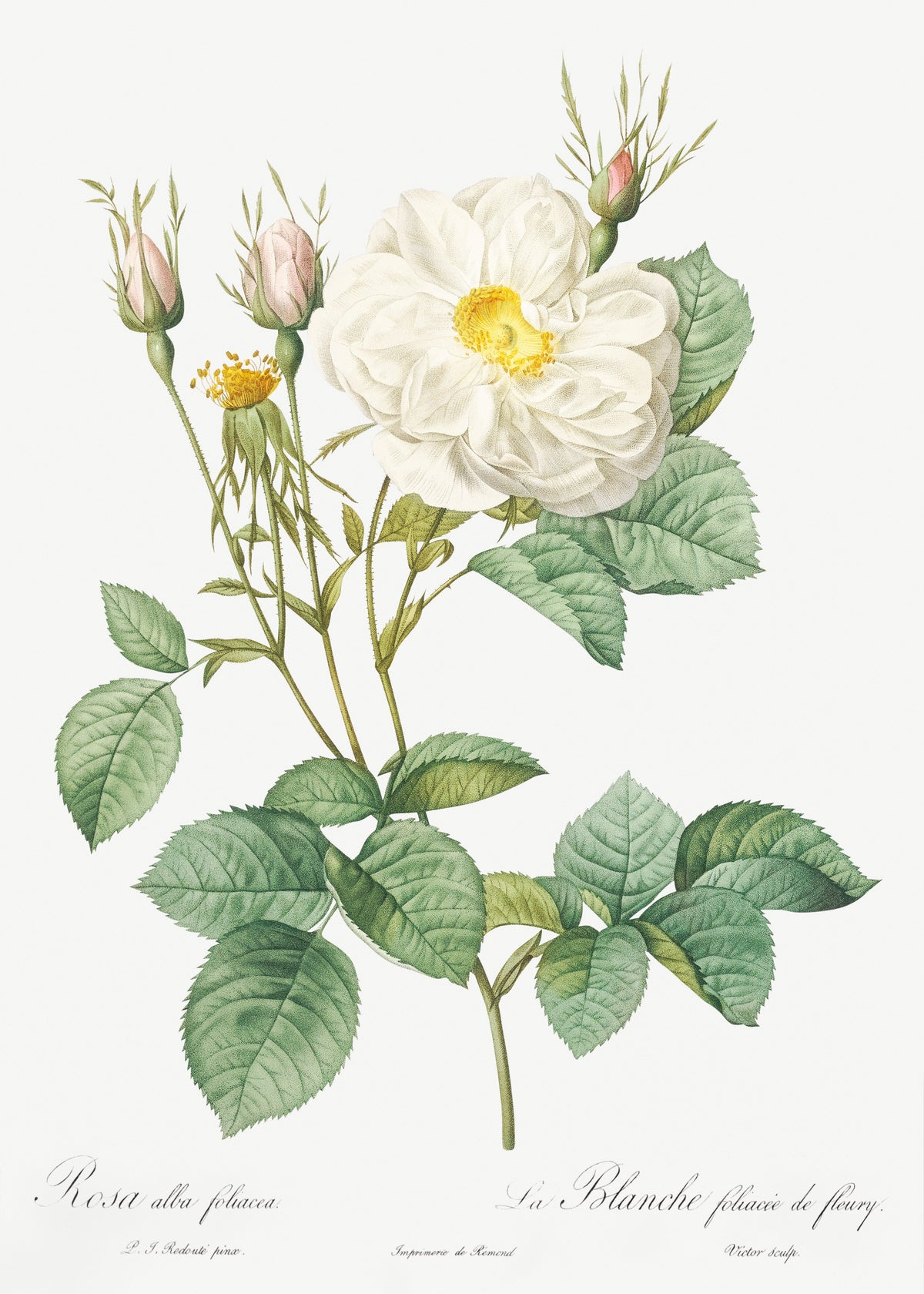Sweater Rosa X Alba Also Known As The White Leaf Of Fleury Rosa Alba Foliacea Essential