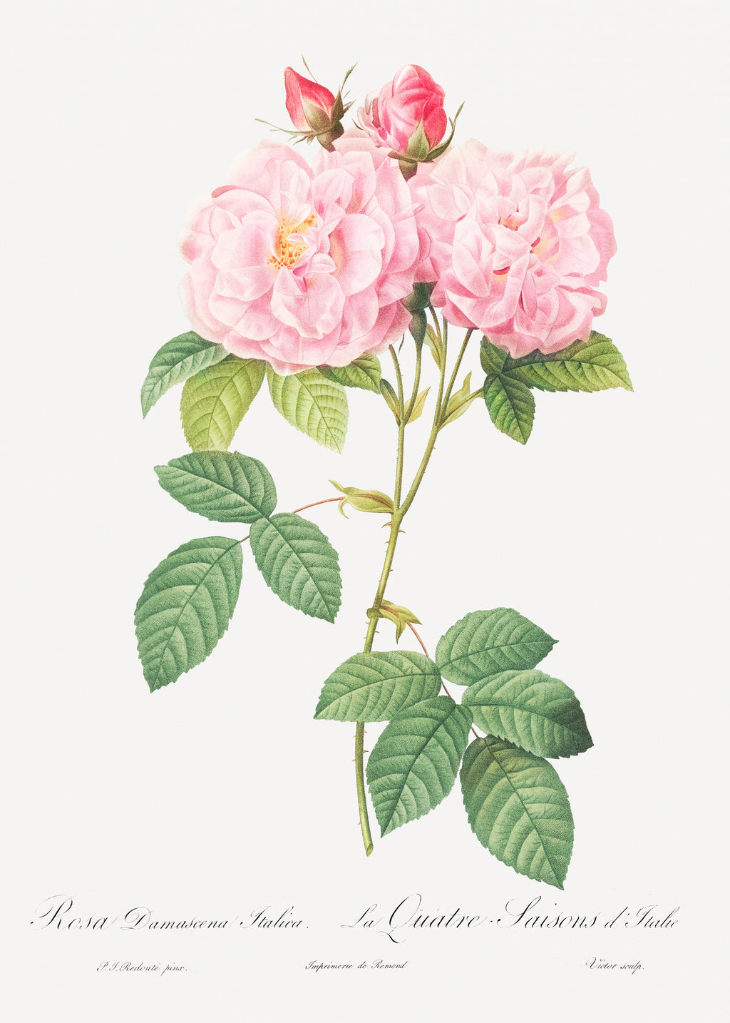 T-shirt Italian Damask Rose Also Known As The Four Seasons Of Italy Rosa Damascena Italica Essential