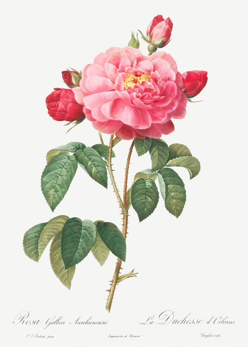 Hoodie Gallic Rose Also Known As The Duchess Of Orleans Rosa Gallica Aurelianensis Essential