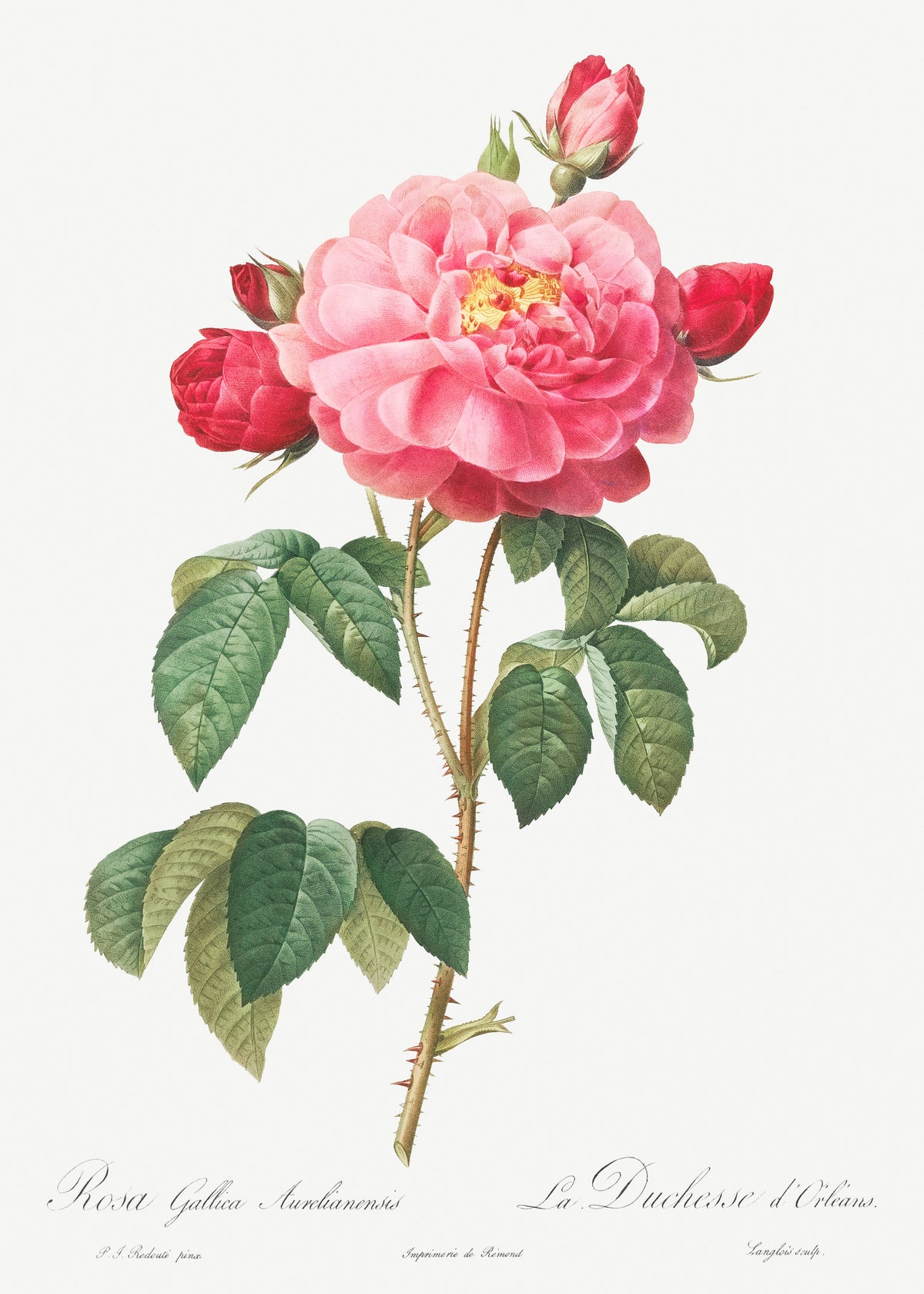 T-shirt Gallic Rose Also Known As The Duchess Of Orleans Rosa Gallica Aurelianensis Signature