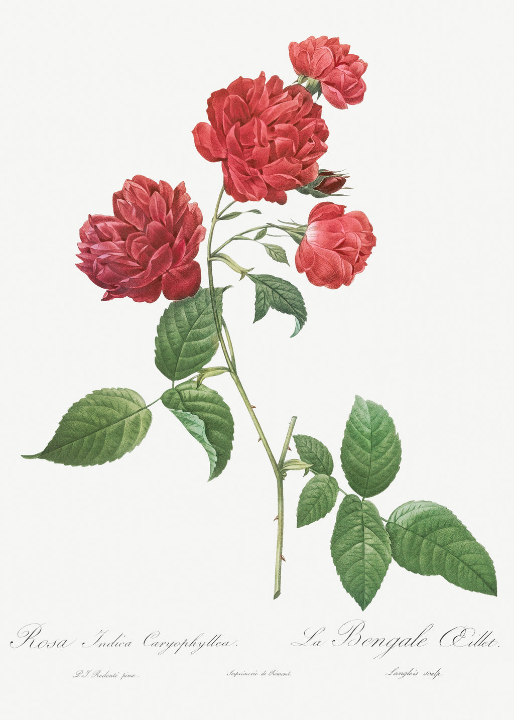 T-shirt Red Cabbage Rose Also Known As Bengal Eyelet Rosa Indica Caryophyllea - Pierre-Joseph Redoute Original From The Library Of Congress 1817 Essential