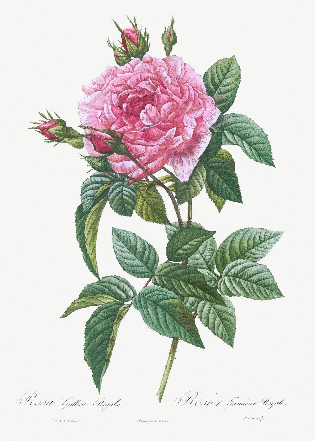 Hoodie Gallic Rose Rosa Gallica Regalis Essential