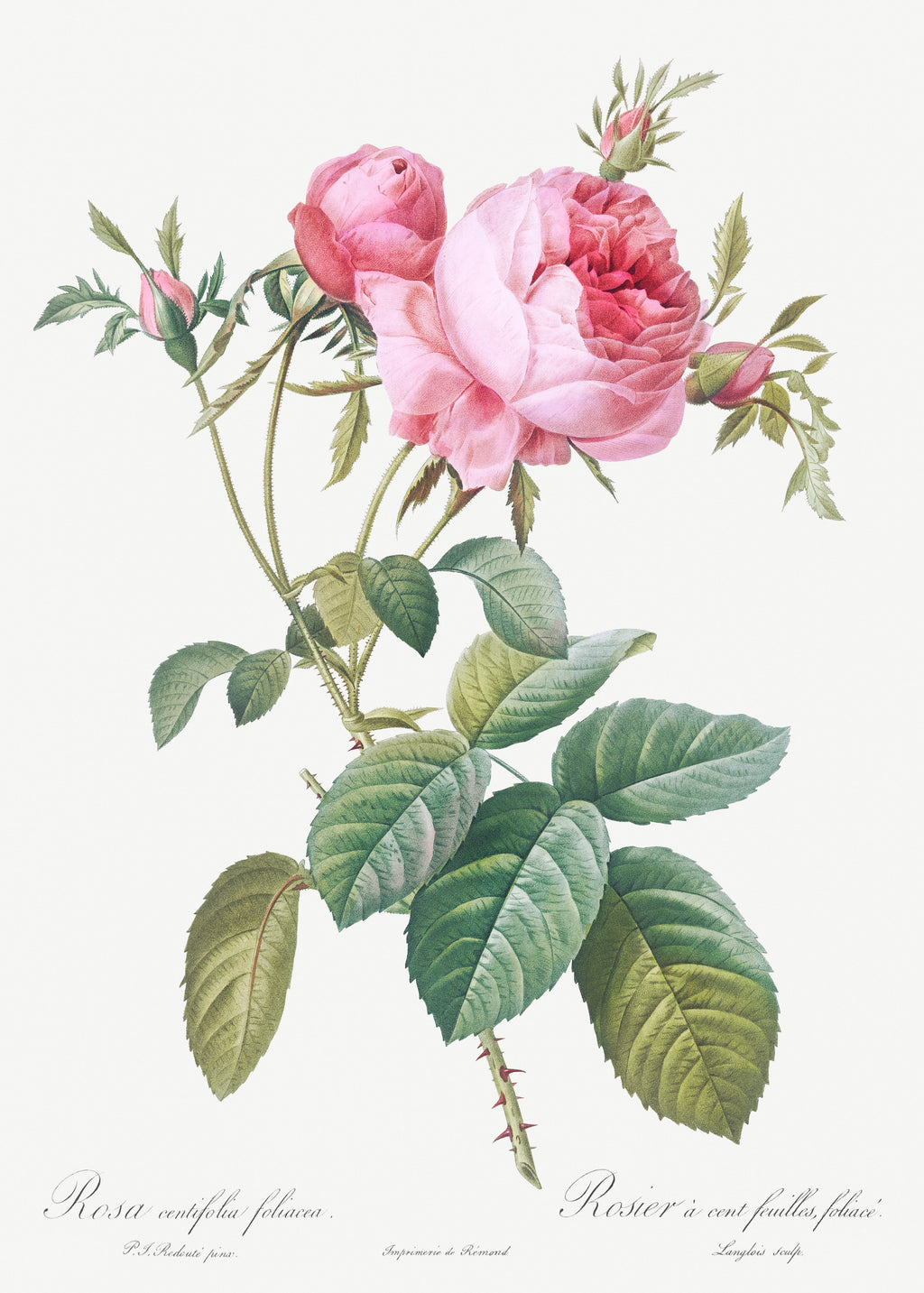 Hoodie Rose De Mai Rosa Centifolia Foliacea Essential