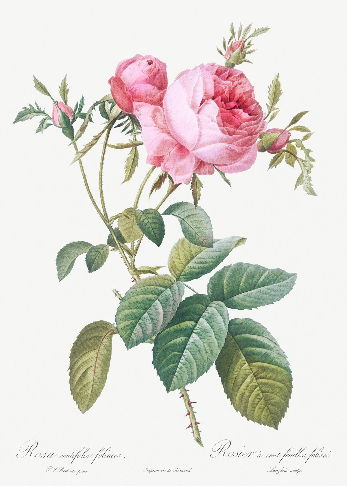 Hoodie Rose De Mai Rosa Centifolia Foliacea Essential