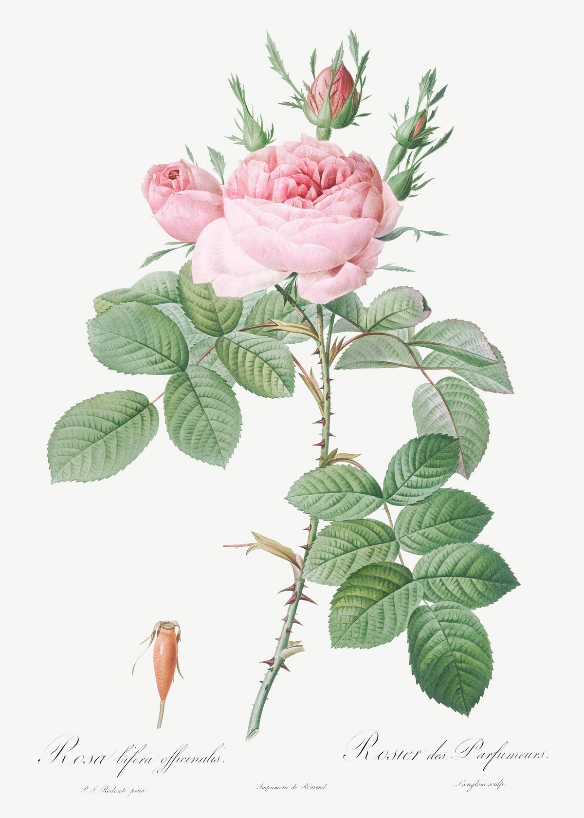 T-shirt Rosa Bifera Officinalis Also Known As Rose Of Perfume Essential