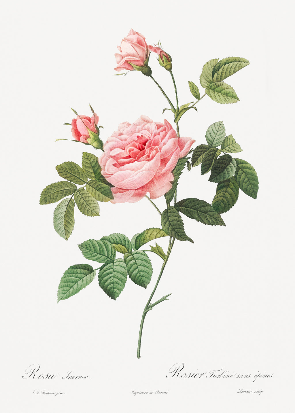 T-shirt Boursault Rose Also Known As Rose Turbine Without Thorns Rosa Inermis Essential