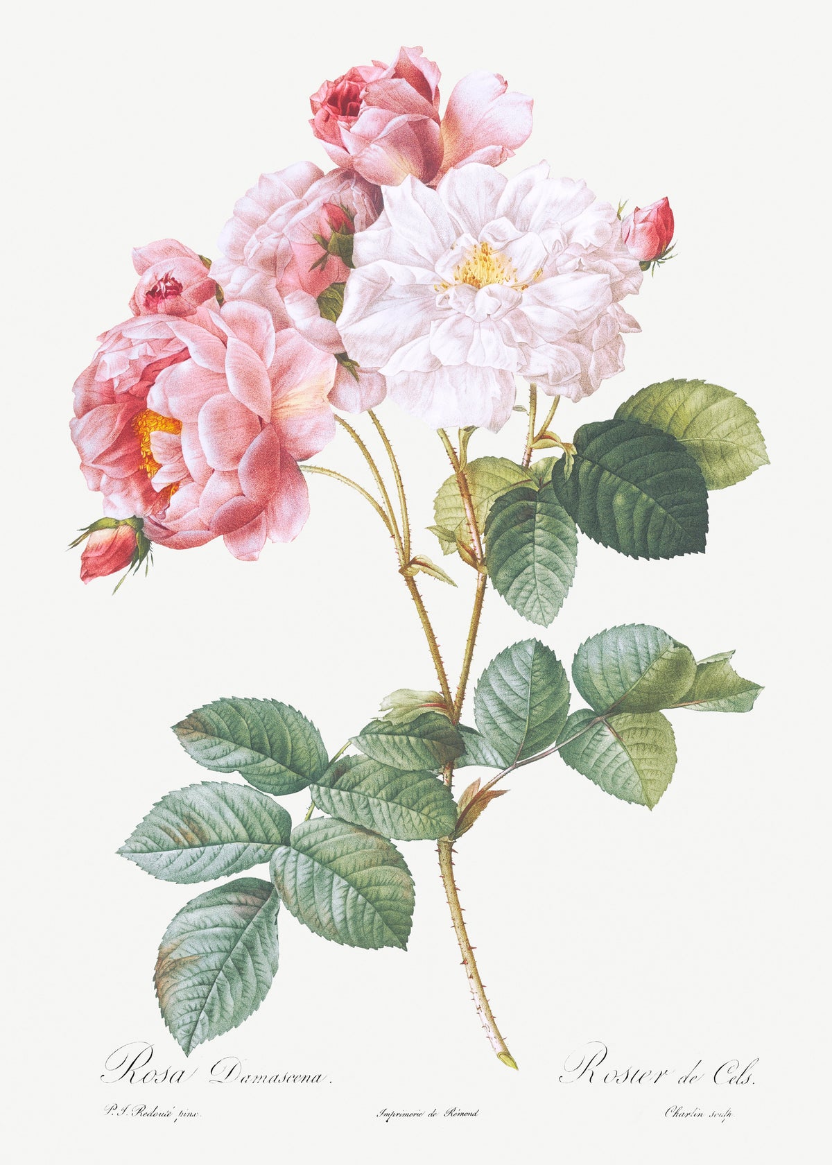 T-shirt Rosa Damascena Rosebush Rosa Damascena Essential