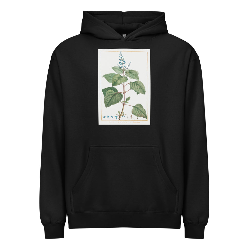 Black Hoodie Plectranthus Fruticosus Image - Pierre-Joseph Redoute And Charles Louis 1784 Signature