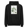 Black Hoodie Plectranthus Fruticosus Image - Pierre-Joseph Redoute And Charles Louis 1784 Signature
