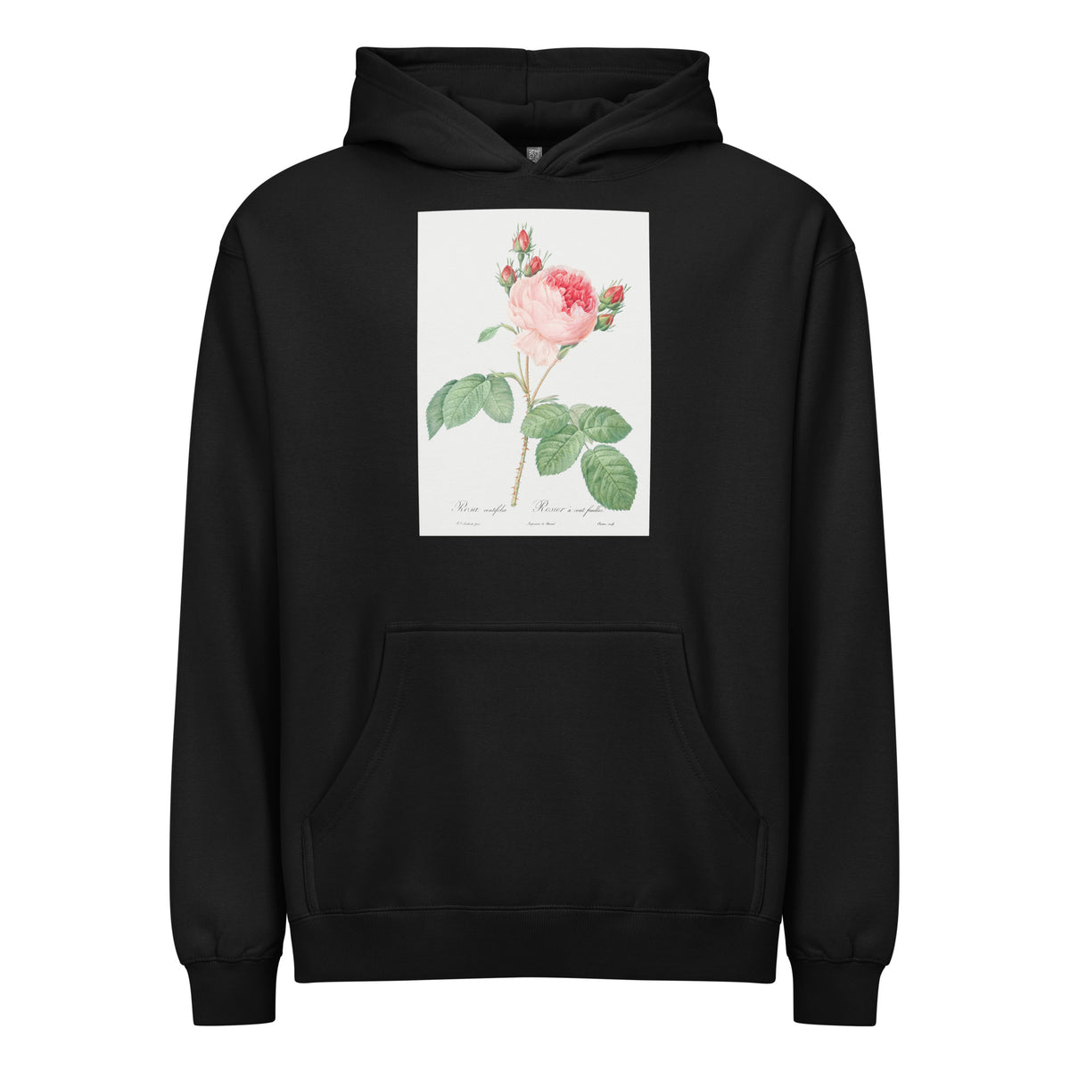 Black Hoodie Cabbage Rose Also Known As One Hundred-Leaved Rose Rosa Centifolia Signature