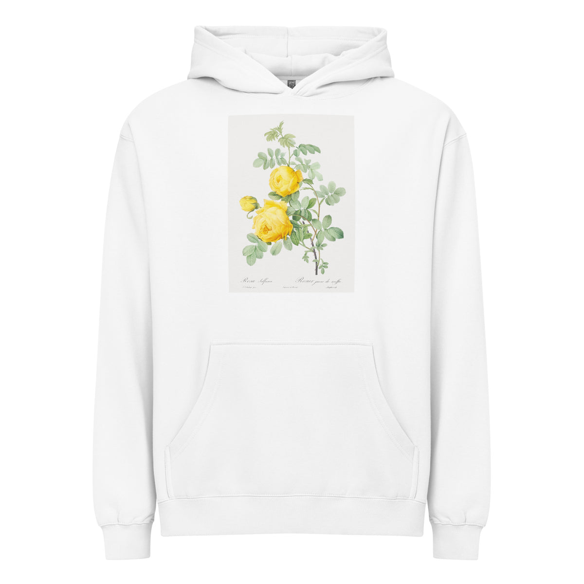 White Hoodie Rosa Hemisphaerica Also Known As Yellow Rose Of Sulfur Rosa Sulfurea Signature