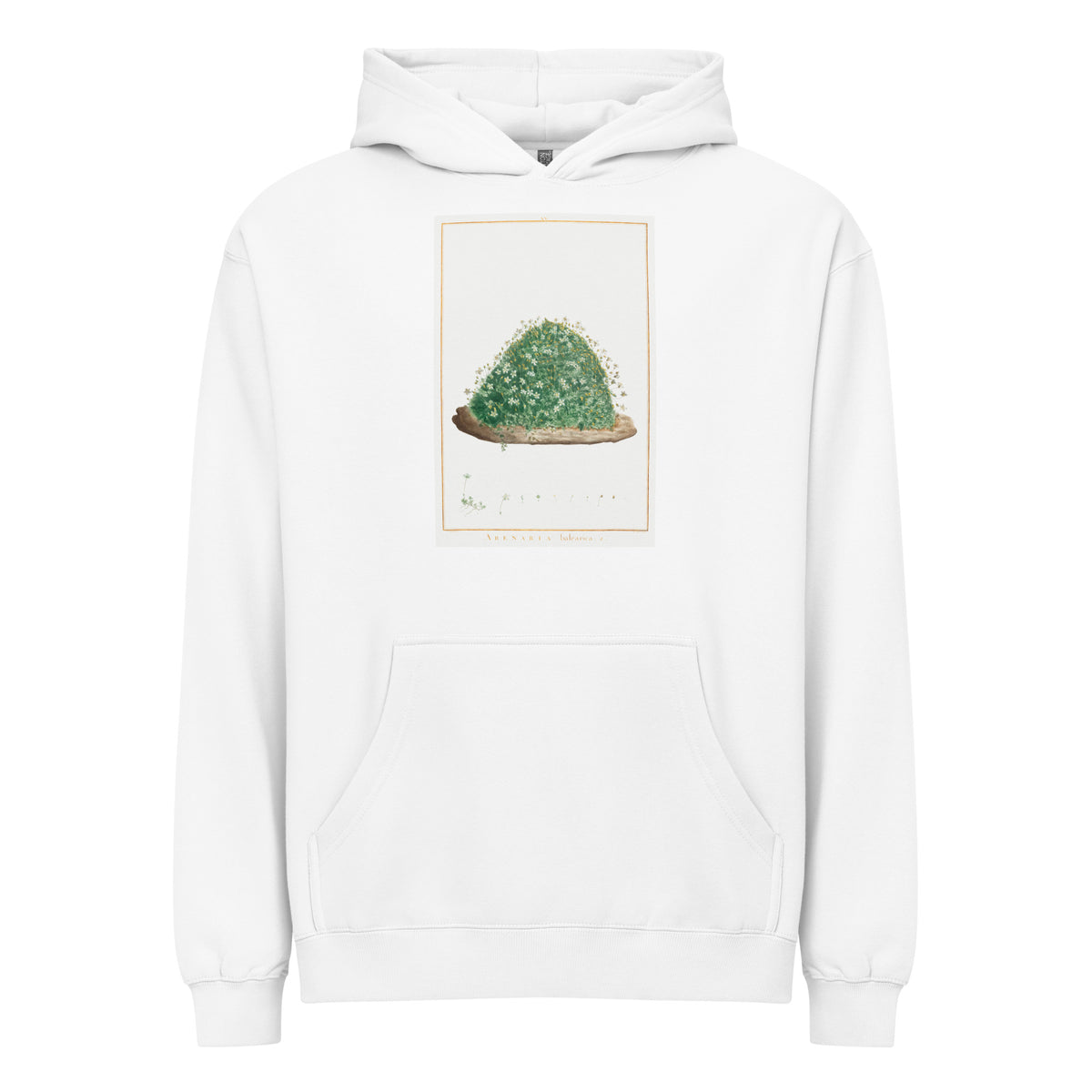 White Hoodie Arenaria Balearica Image - Pierre-Joseph Redoute And Charles Louis L Heritier 1784 Signature