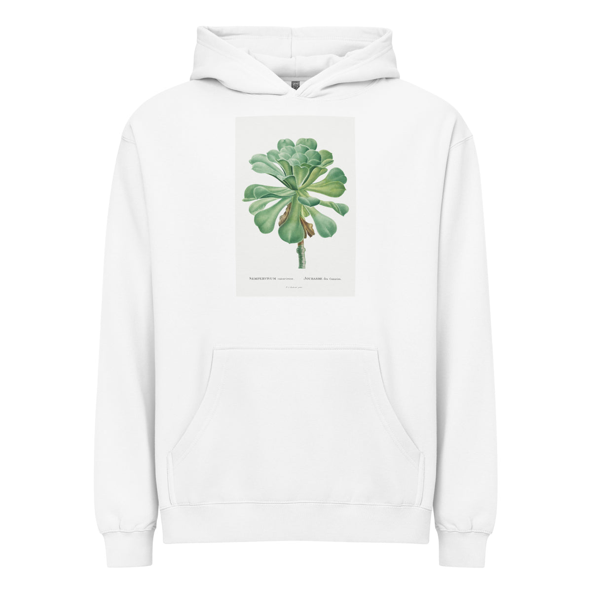 White Hoodie Sempervivum Canariense Image Signature