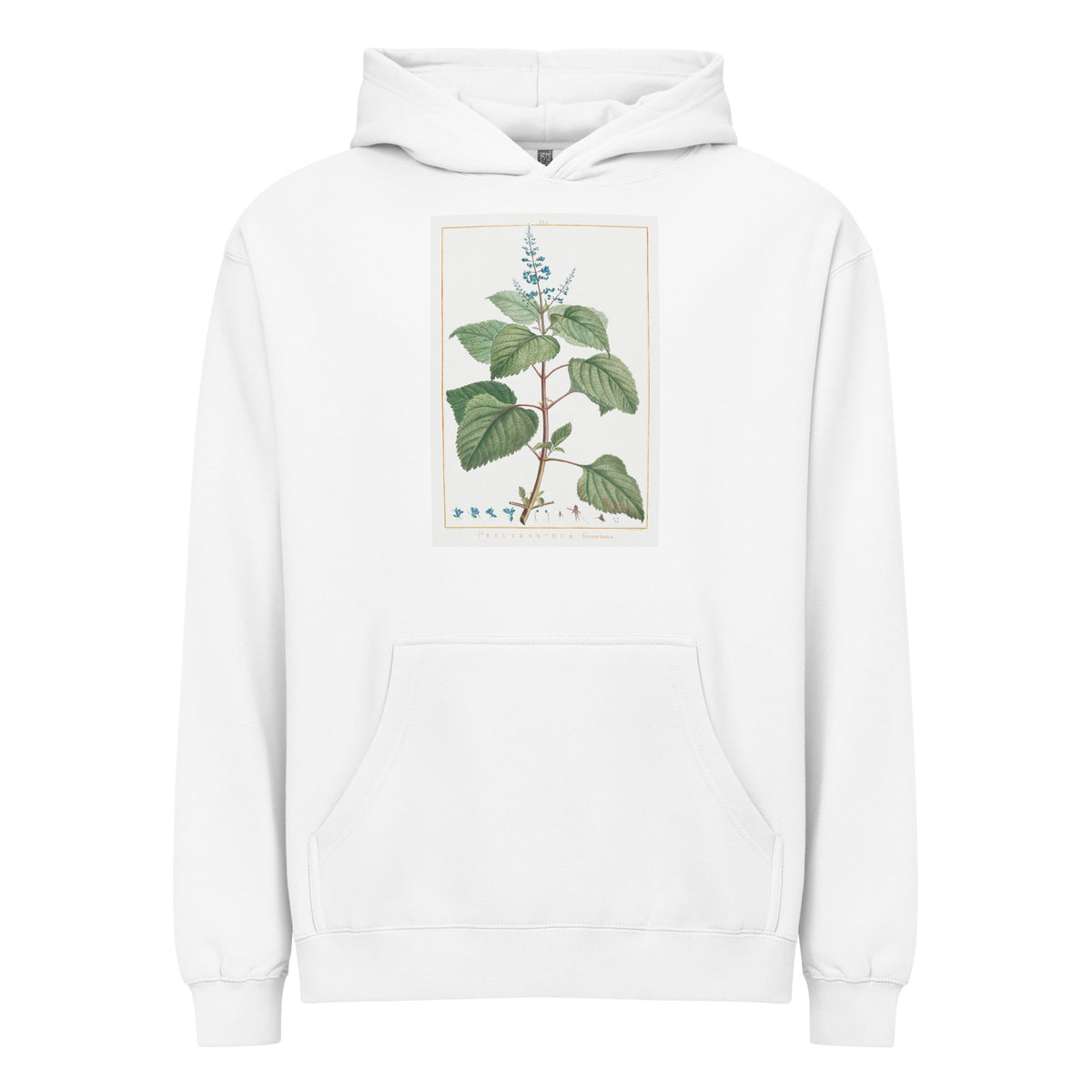 White Hoodie Plectranthus Fruticosus Image - Pierre-Joseph Redoute And Charles Louis 1784 Signature