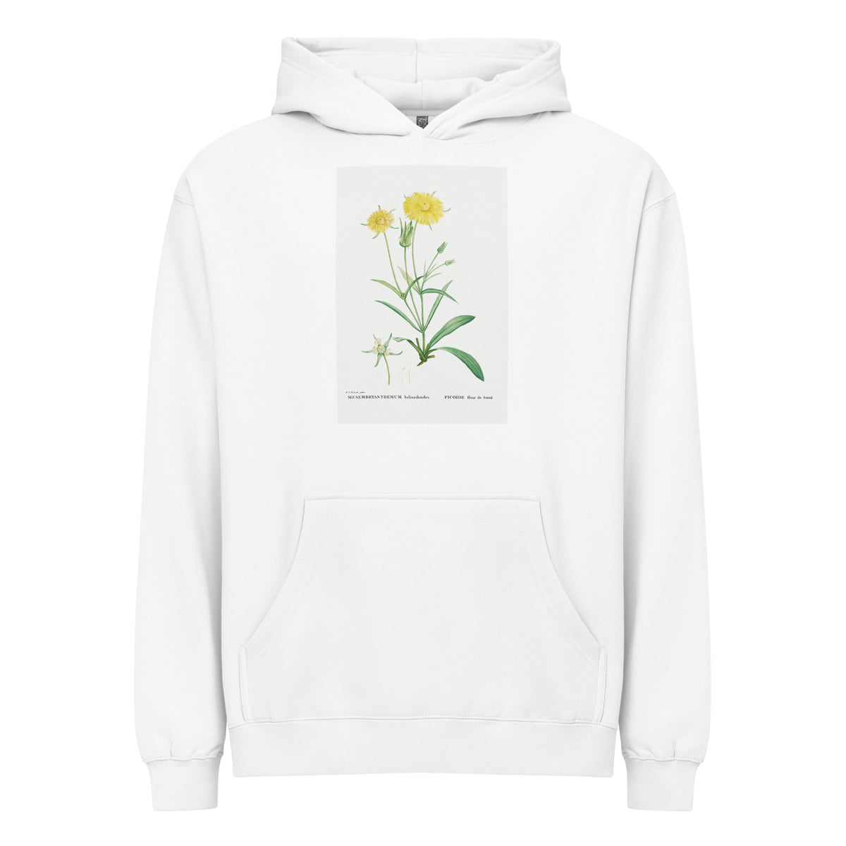 White Hoodie Mesembryanthemum Helianthoides Spatula Leaved Fig Marigold - Pierre-Joseph 1799 Signature