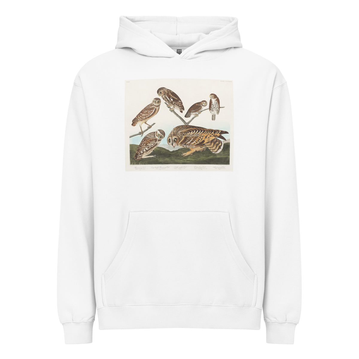 White Hoodie Burrowing Owl Large-Headed Burrowing Owl Little Night Owl Columbian Owl And Short-Cared Owl - John James Audubon 1827 Signature