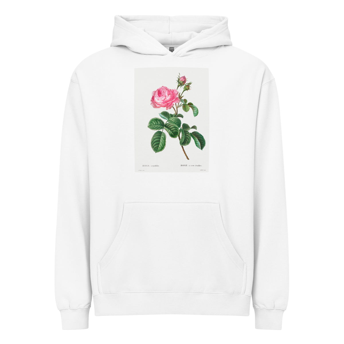 White Hoodie Cabbage Rose Rosa Centifolia Signature