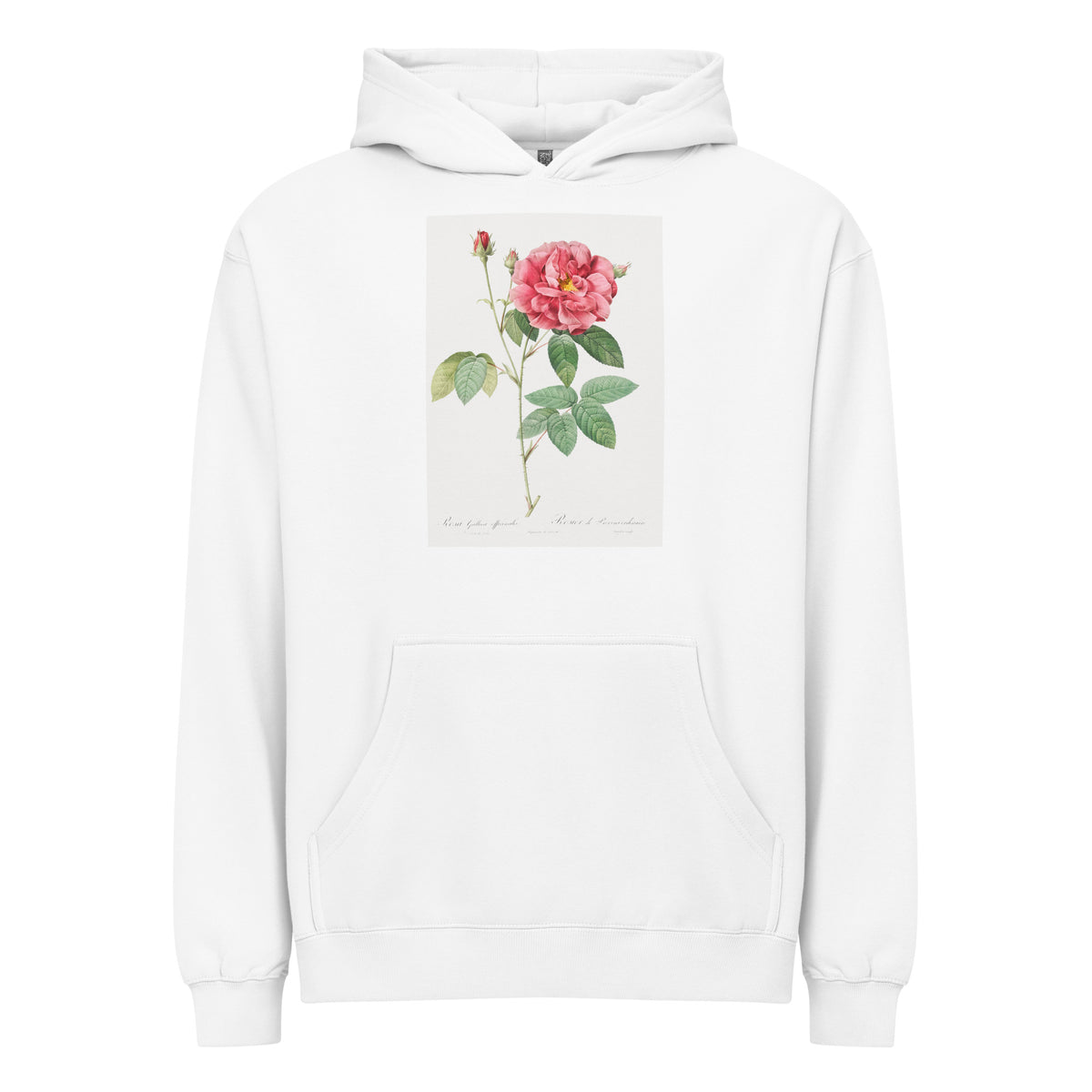 White Hoodie French Rose Also Known As Ordinary Provins Rosebush Rosa Galluca Offuenalis Signature