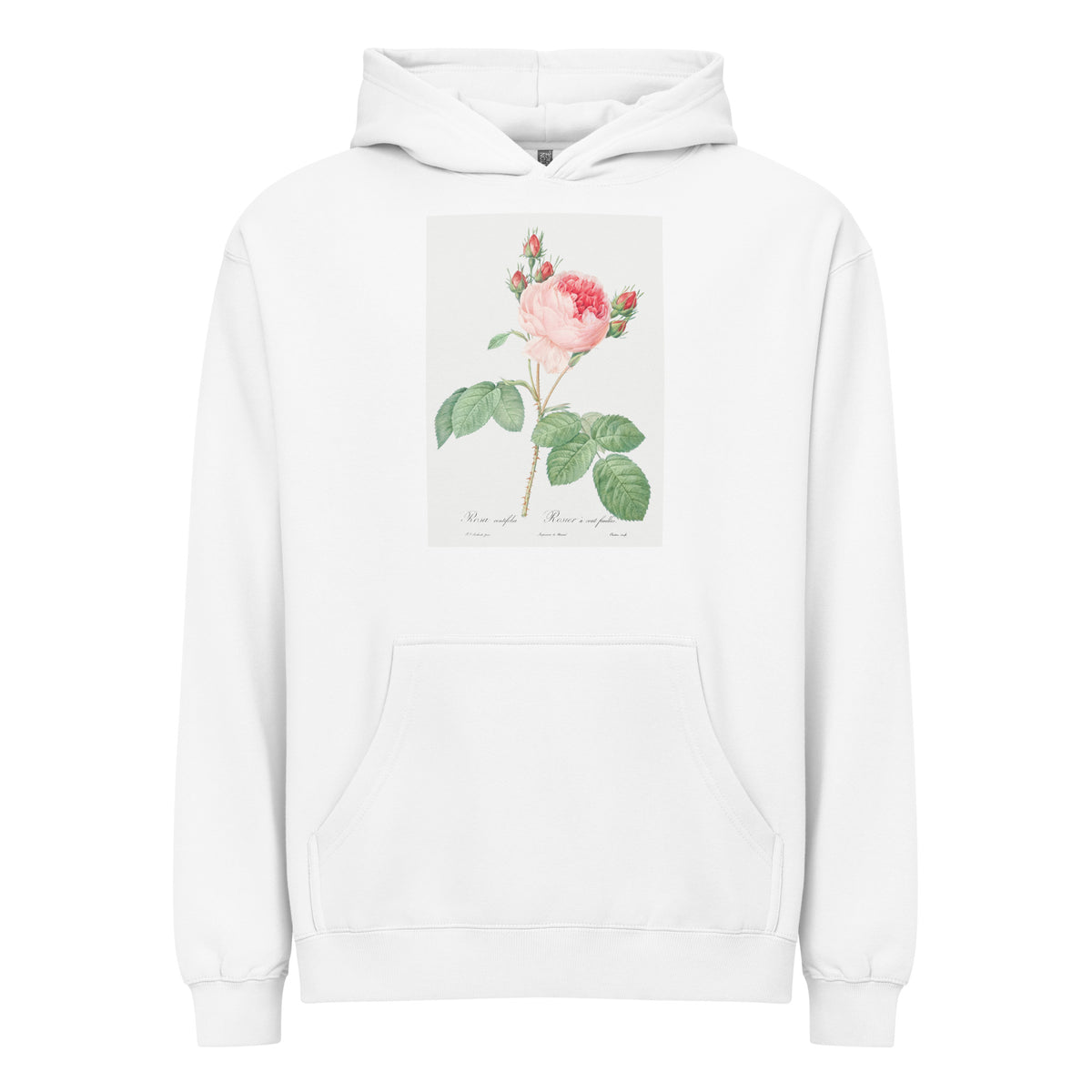 White Hoodie Cabbage Rose Also Known As One Hundred-Leaved Rose Rosa Centifolia Signature