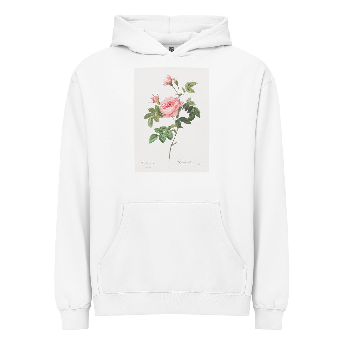 White Hoodie Boursault Rose Also Known As Rose Turbine Without Thorns Rosa Inermis Signature