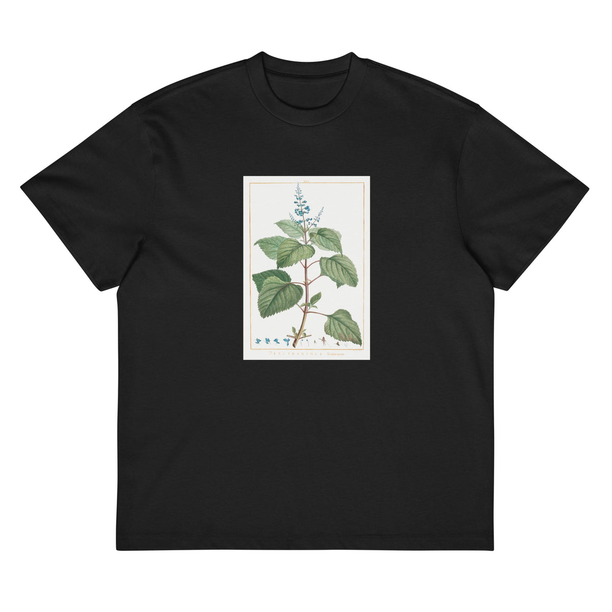 Black T-shirt Plectranthus Fruticosus Image - Pierre-Joseph Redoute And Charles Louis 1784 Signature